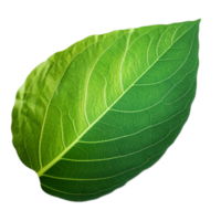 Leaf in green color in png