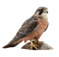 aquila seduta su roccia png