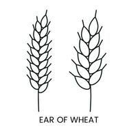 Wheat ear vector line icon, illustration of grain crop.