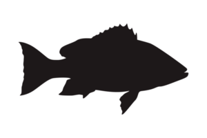 Sea Fish Silhouette On Transparent Background png