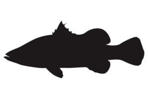 Sea Fish Silhouette On Transparent Background png