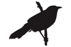 Perched Bird Silhouette On Transparent Background png