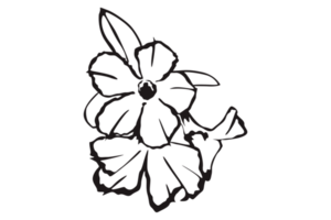 Flower Line Art With Transparent Background png