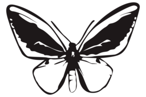 nero farfalla su trasparente sfondo png