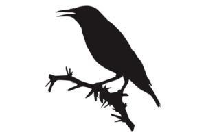 Perched Bird Silhouette On Transparent Background png