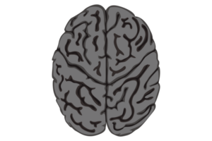 Human Brain With Transparent Background png