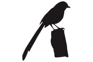 Perched Bird Silhouette On Transparent Background png