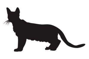 chat silhouette sur transparent Contexte png