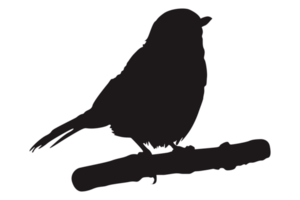 Perched Bird Silhouette On Transparent Background png