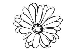 Flower Line Art With Transparent Background png