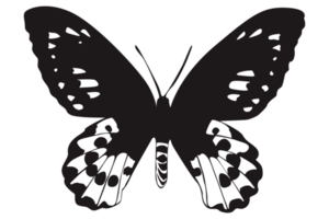 Black Butterfly On Transparent Background png