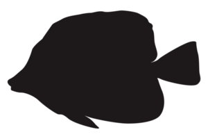 Sea Fish Silhouette On Transparent Background png