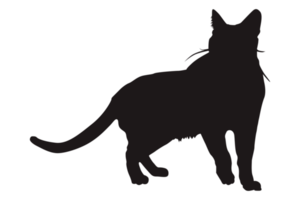 Katze Silhouette auf transparent Hintergrund png