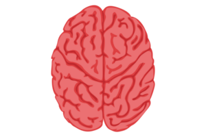 humano cerebro con transparente antecedentes png