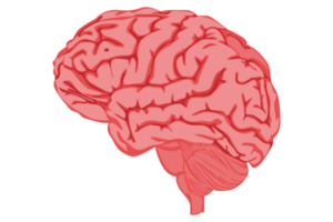 humano cerebro con transparente antecedentes png