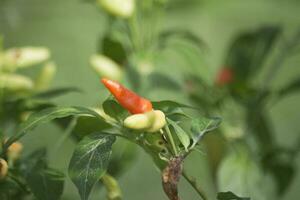 Cayenne pepper apart from Indonesia, it also grows and is popular as a cooking spice in other Southeast Asian countries. photo