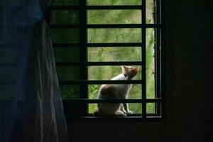 gato en la ventana foto