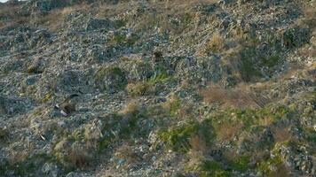 aereo panoramico Visualizza di enorme abbandonato spazzatura scarico. discarica disposizione luogo. rifiuti di vita e produzione. ambientale inquinamento. video