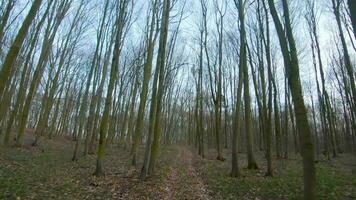 fpv fuco volo velocemente e maneggevole attraverso il presto primavera foresta video