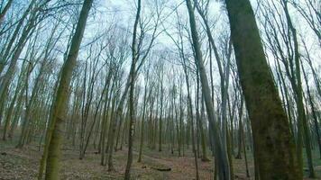 FPV drone flight quickly and maneuverable through the early spring forest video