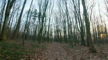 FPV drone flight quickly and maneuverable through the early spring forest video