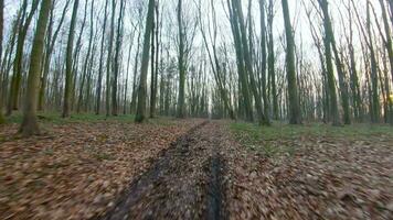 fpv dar vlucht snel en wendbaar door de vroeg voorjaar Woud video