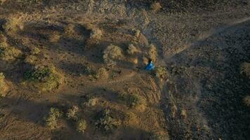 Top view of woman in a beautiful blue dress walking throuht the nature reserve. Sparse vegetation, rocky soil, arid climate. Tenerife, Canary Islands, Spain video