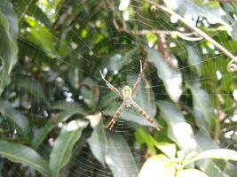 macro foto de un araña en un árbol