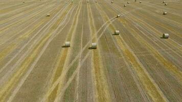 Antenne Aussicht von Heuernte verarbeitet in runden Ballen. rot Traktor funktioniert im das Feld video