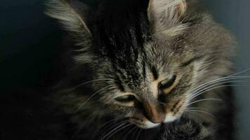 Cute tabby domestic cat washing up close up video