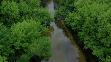Aerial View of the Beautiful Landscape the River Flows Among the Green Deciduous Forest video