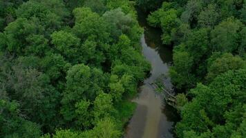 aéreo ver de el hermosa paisaje el río fluye entre el verde caduco bosque video