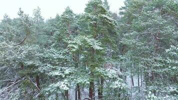 Visão a partir de a ar do inverno floresta durante uma queda de neve video