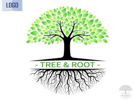 Trees with green leaves look beautiful and refreshing. Tree and roots LOGO style. vector