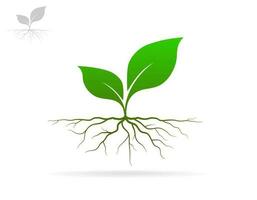 Trees and root with green leaves look beautiful and refreshing. Tree and roots LOGO style. vector