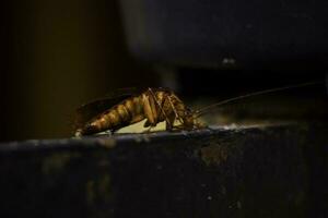 Dying cockroach crawling around the fence photo