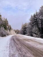 comenzando de invierno. primero nieve en árbol ramas a lo largo la carretera. estudio foto
