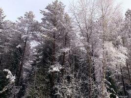 Beginning of winter. First snow on tree branches along road. Studio Photo