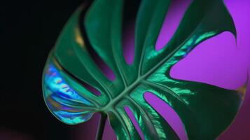 Monstera leaf background. Illustration photo