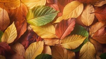 Autumn Leaves Background Illustration photo