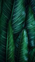 Palm leaf background. Illustration photo