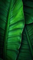 Palm leaf background. Illustration photo