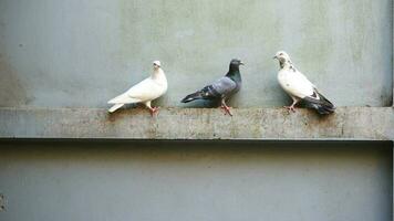 Pigeon birds in nature video