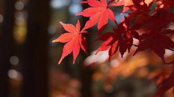 Autumn Leaves Background Illustration photo