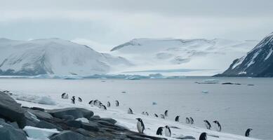 africano pingüinos en un playa. ilustración ai generativo foto