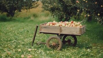 A handcart full af apples in garden. Illustration photo