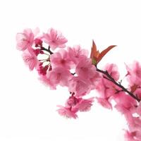 Sakura flower background. Illustration photo