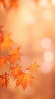 Autumn leaves bokeh background. Illustration photo