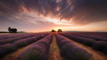 Lavender field background. Illustration photo