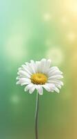 Daisy flower background. Illustration photo